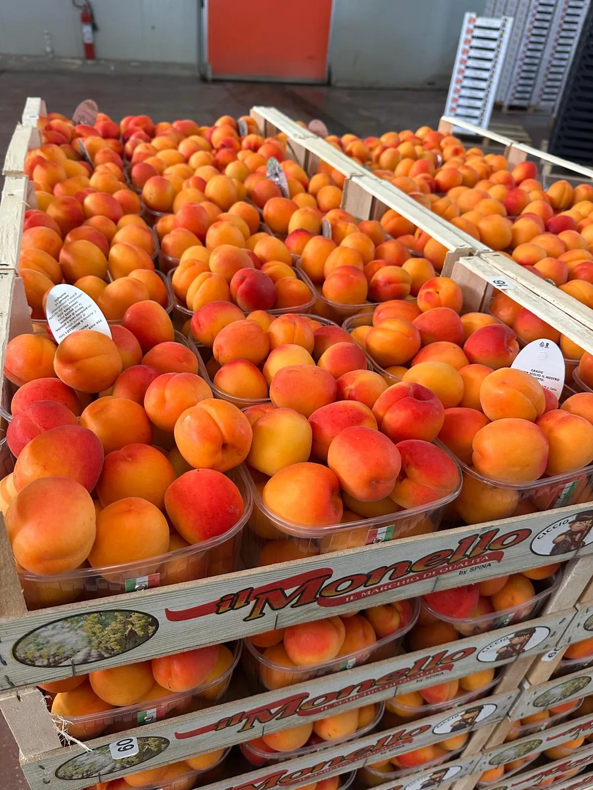 Pesche fresche Puglia