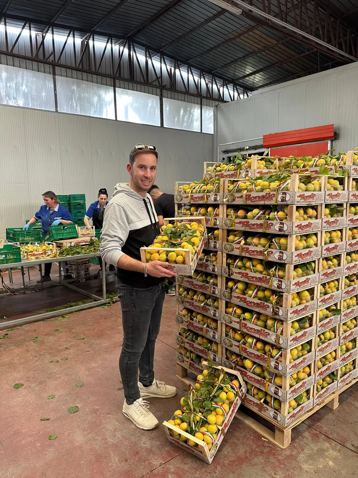 Raccolta frutta Puglia
