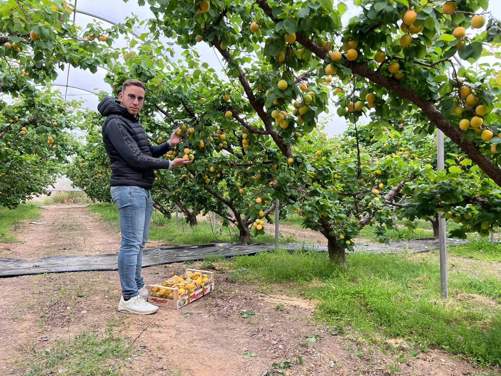 Raccolta frutta Spina Group Puglia