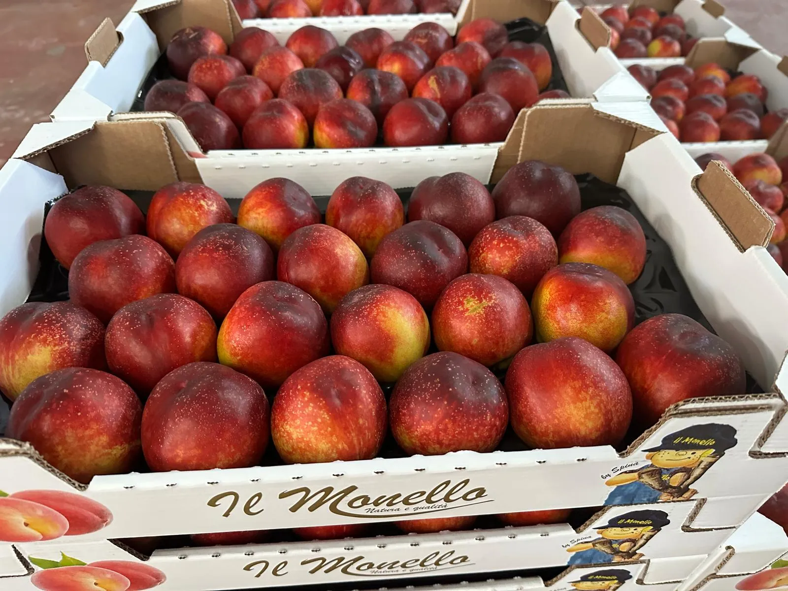 Pesche fresche Puglia Spina Group
